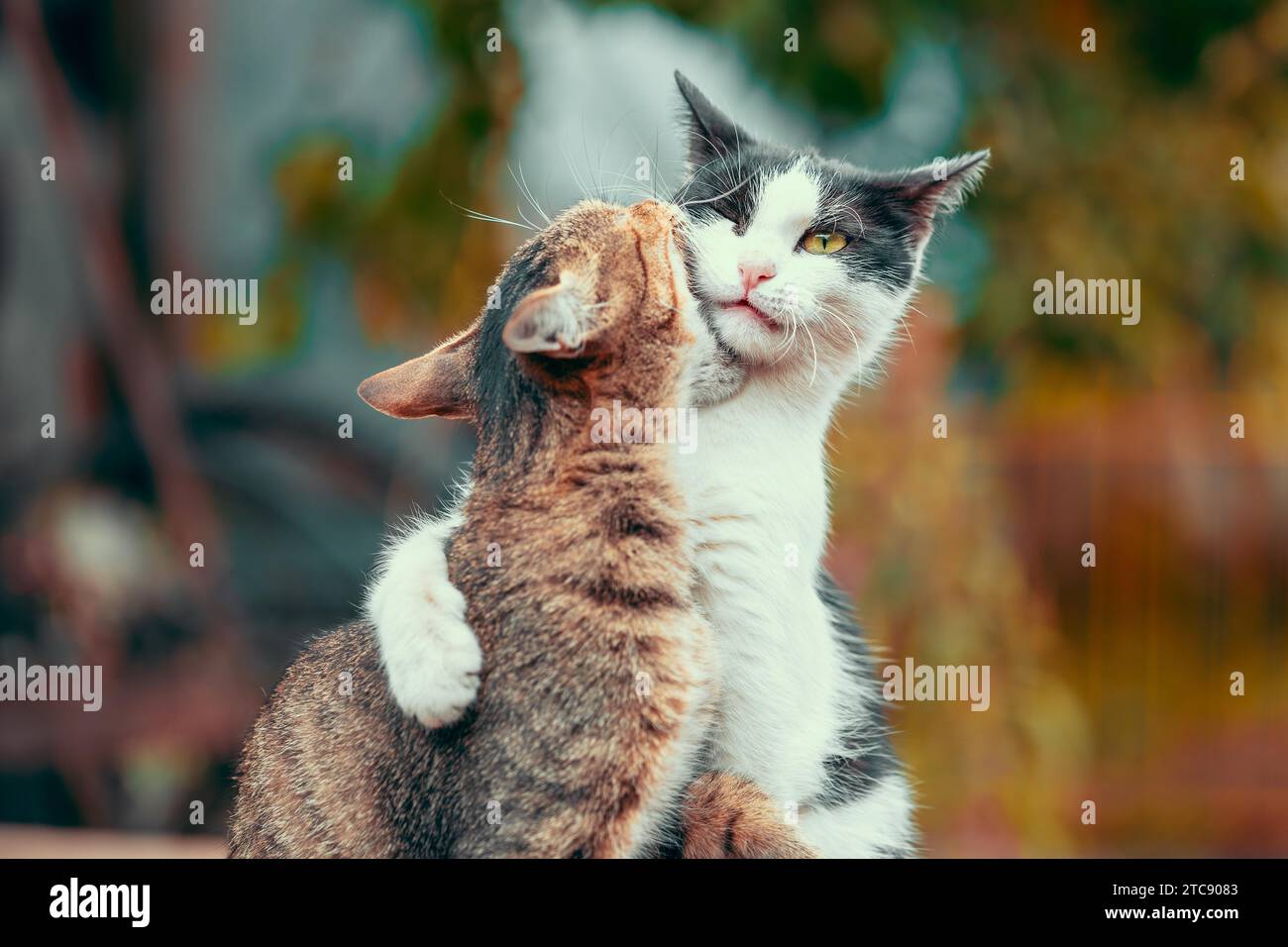 Lustiger Tabby-Katzenbiss graue und weiße Katze in Herbstfarben Stockfoto