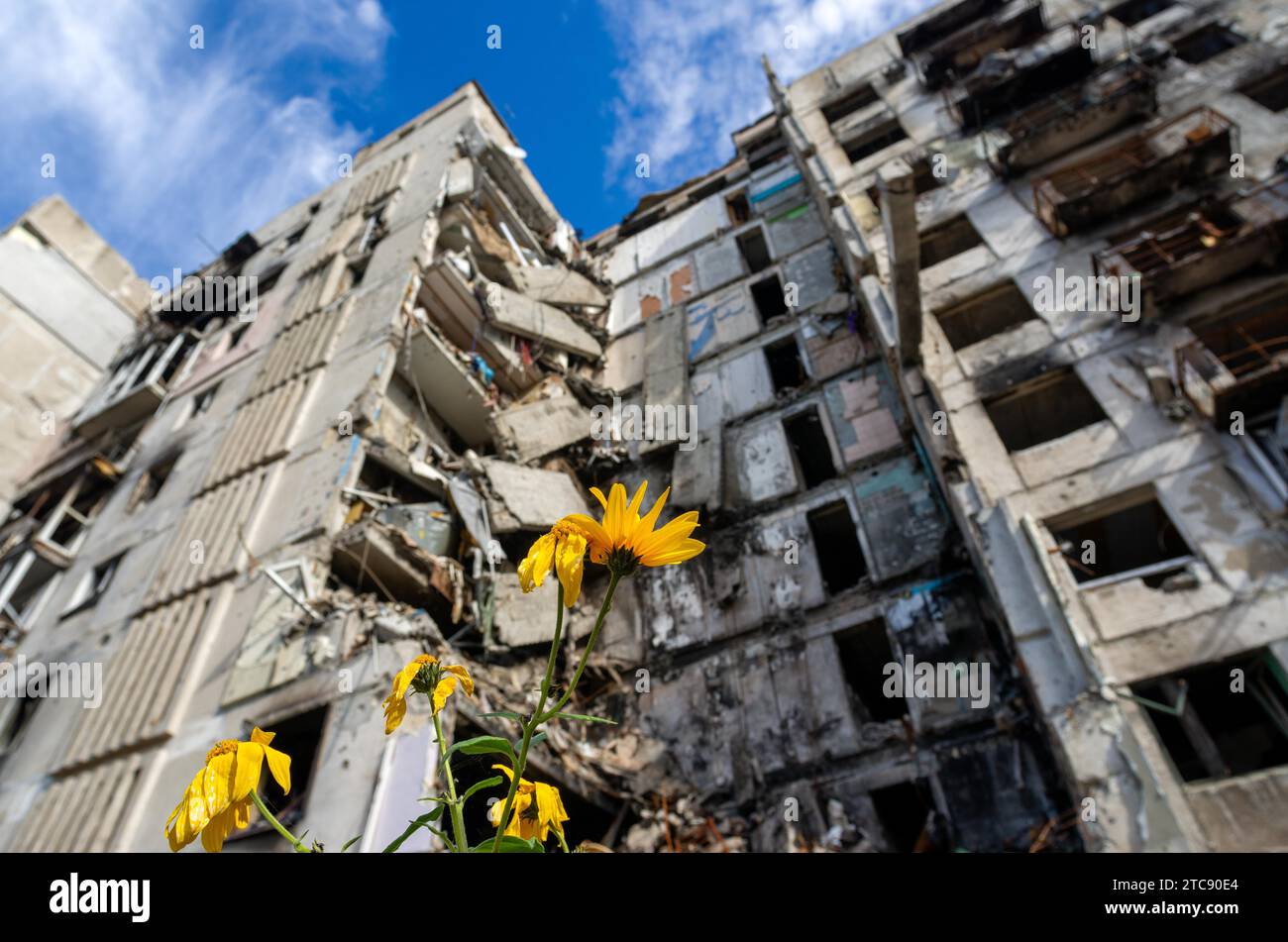 Gelbe Blumen vor dem Hintergrund eines zerstörten Hauses und eines blauen Himmels Krieg Ukraine Russland Stockfoto