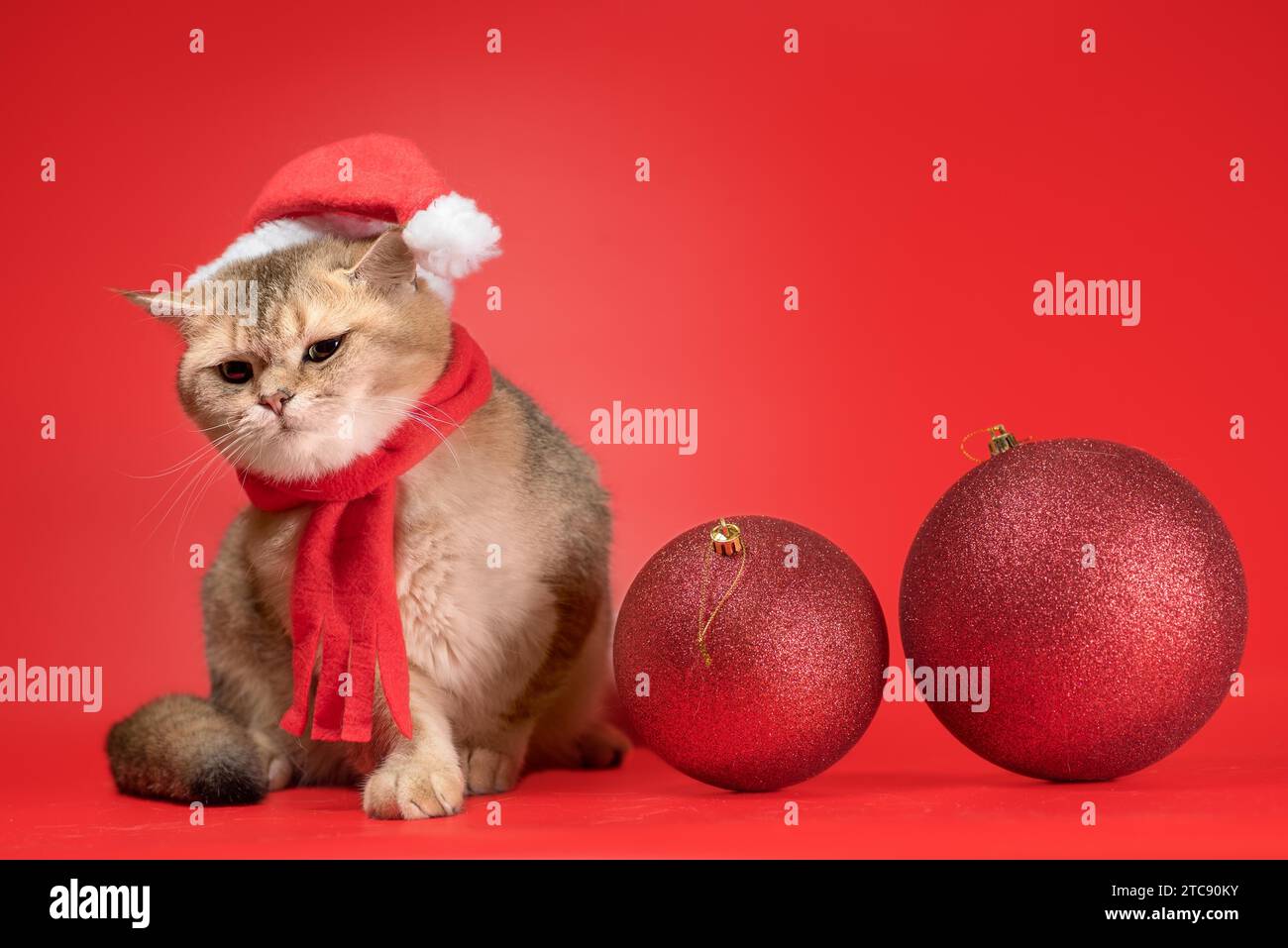 Die goldene britische Kurzhaarkatze sieht neben zwei großen Weihnachtsbällen auf rotem Hintergrund nach oben Stockfoto