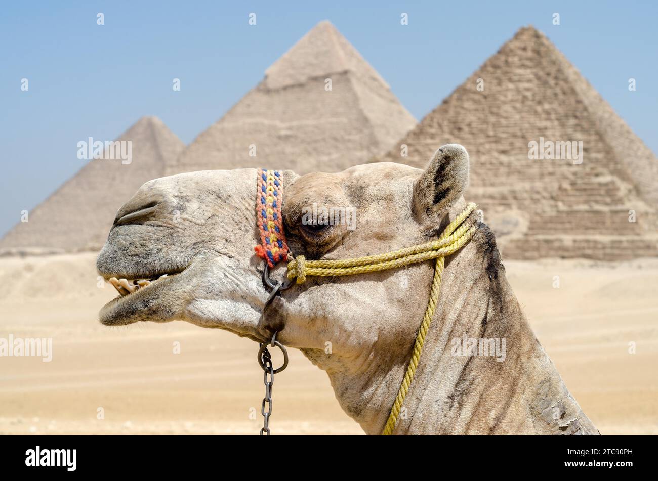 Porträt eines Kamelkopfes Nahaufnahme vor dem Hintergrund der Cheops-Pyramide in Gizeh Ägypten ohne Menschen Stockfoto