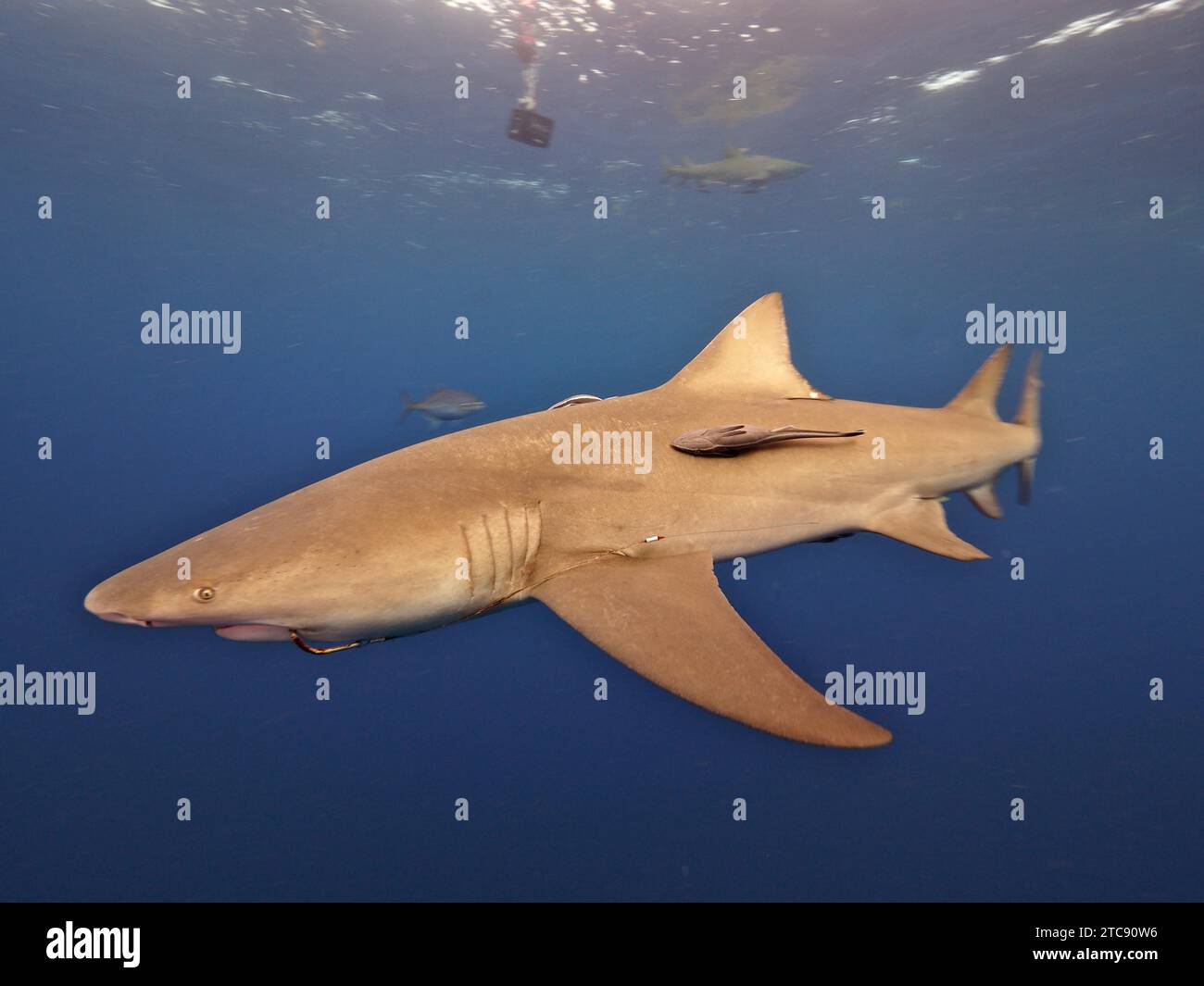 Zitronenhai (Negaprion brevirostris) mit Fischhaken im Mund, Tauchplatz Lemon Drop, Riviera Beach, Florida, USA, Nordamerika Stockfoto