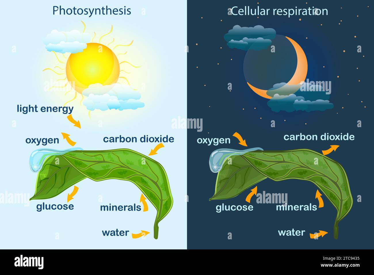 Photosynthese-Diagramm. Prozess der Produktion von Sauerstoff in der Pflanze. Photosynthese Prozess markiert.Wissenschaft Bildung Botanik Poster.Photosynthese Prozess Poster Stock Vektor
