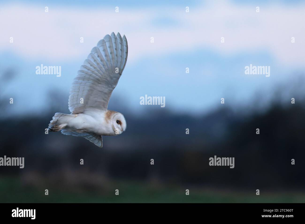Barn Owl (Tyto alba) Norfolk Dezember 2023 Stockfoto