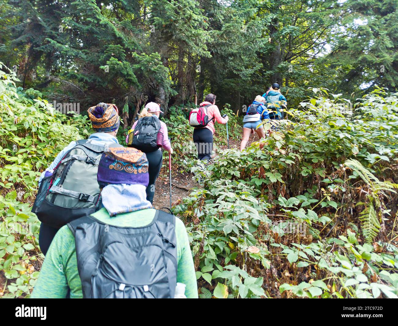 Gruppe von Touristen auf Trekking im Bergwald Stockfoto