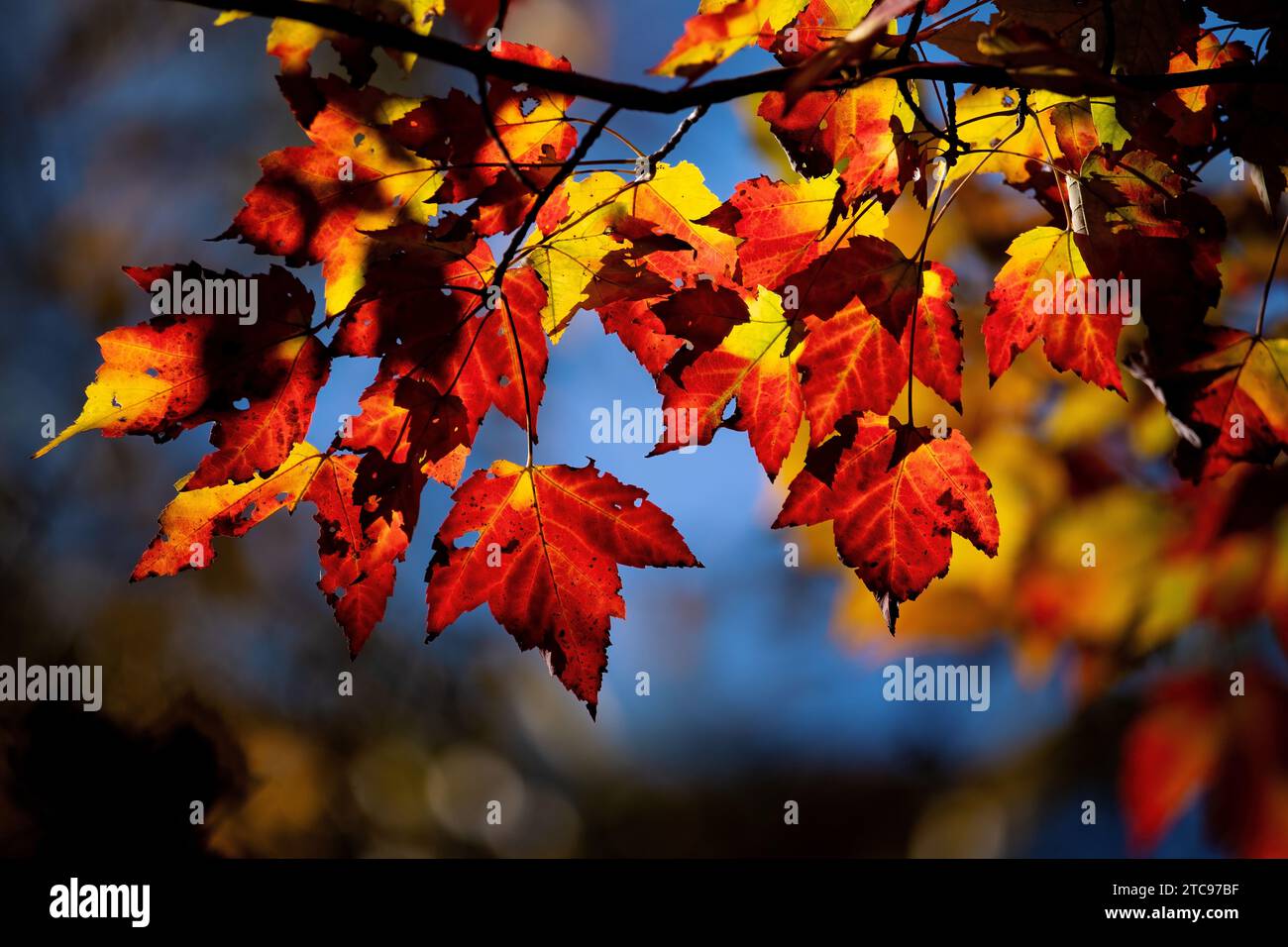 Herbstlaub im Baum. Herbst Hintergrund Stockfoto