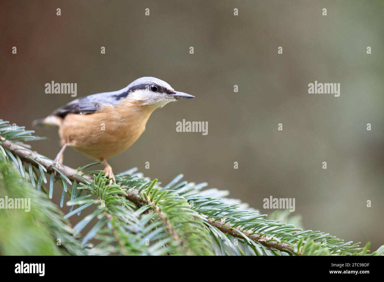 Nuthatch (Sitta Europaea) posiert auf dem Zweig einer Fichte - Yorkshire, Großbritannien im Winter Stockfoto
