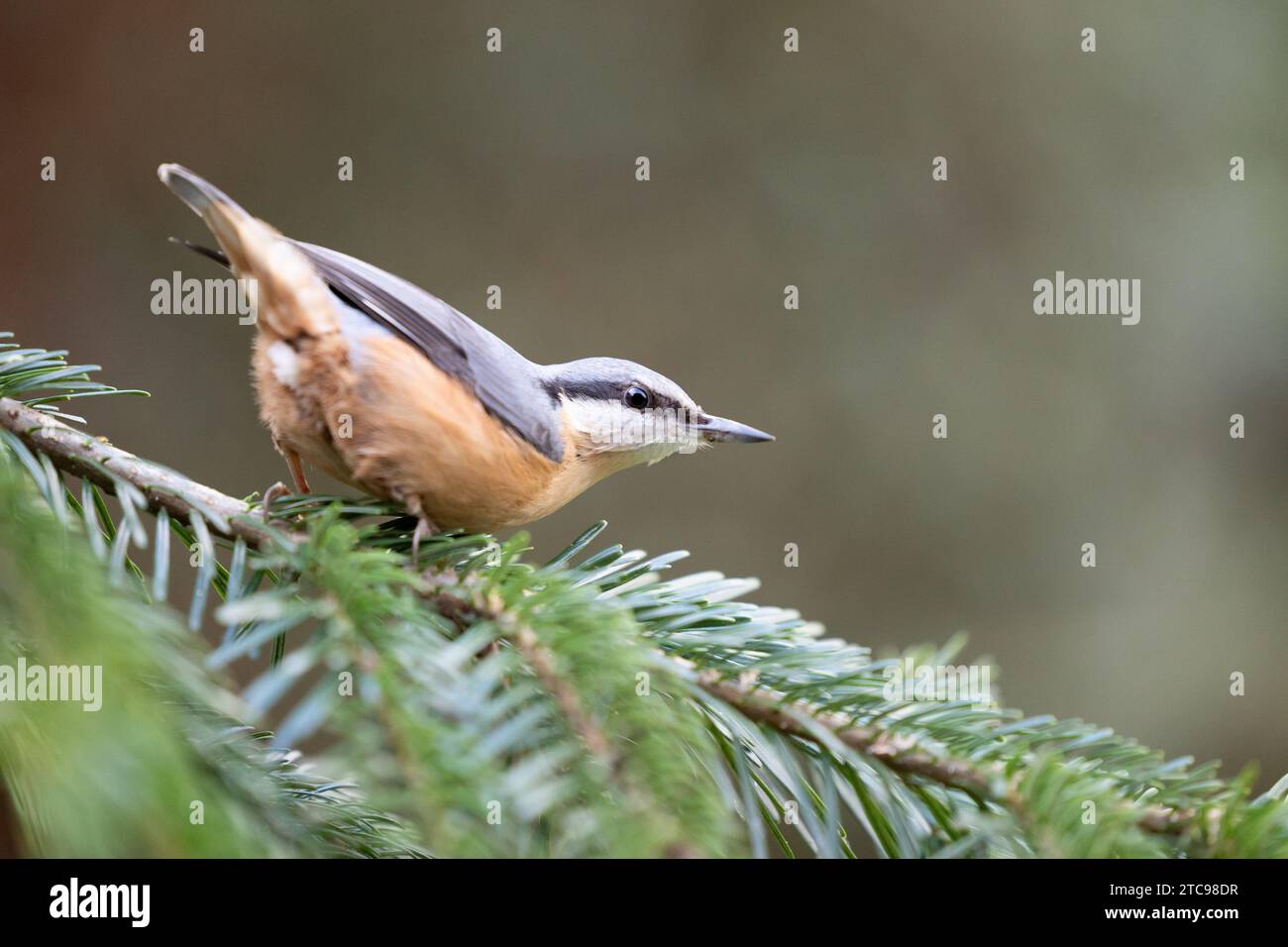 Nuthatch (Sitta Europaea) posiert auf dem Zweig einer Fichte - Yorkshire, Großbritannien im Winter Stockfoto