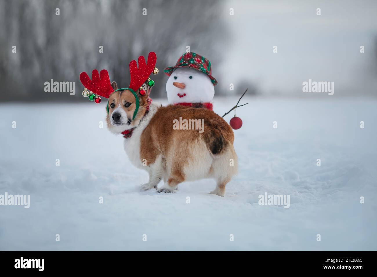 Niedlicher Weihnachtscorgi in Rentiergeweih mit Schneemann im Schnee-Winterpark Stockfoto