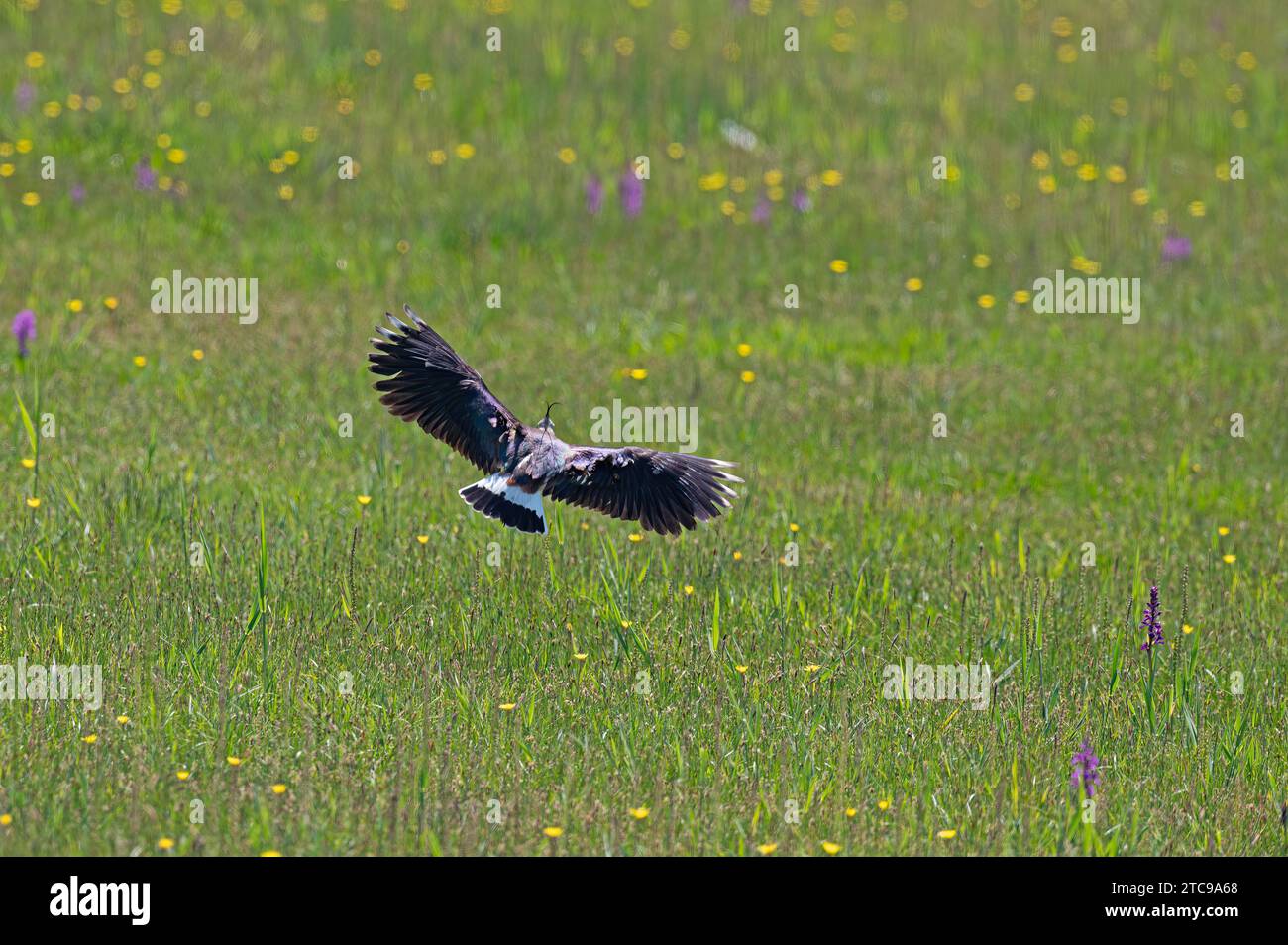 Nördlicher Lapwing (Vanellus vanellus) im Flug mit gespreizten Flügeln. Stockfoto