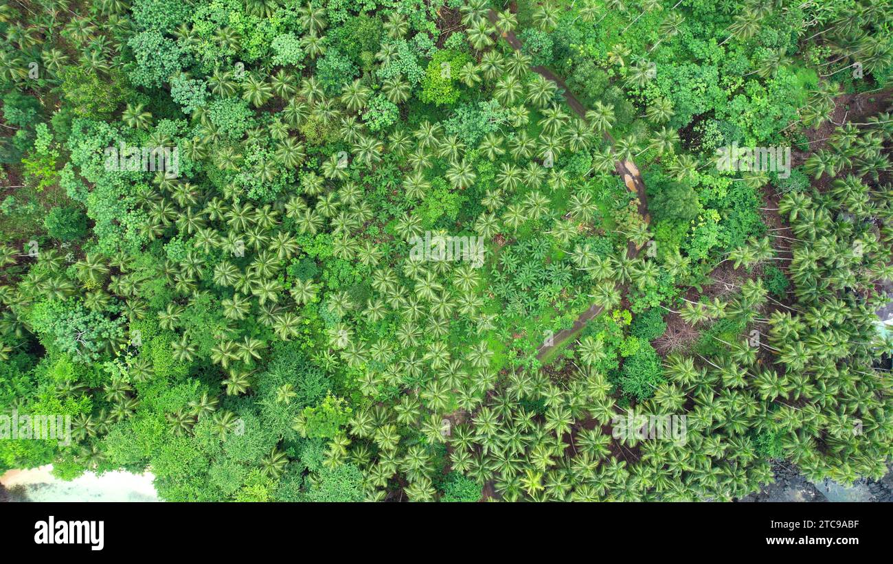 Eine Luftaufnahme des grünen Waldes in Sao Tome e Principe, Afrika. Stockfoto