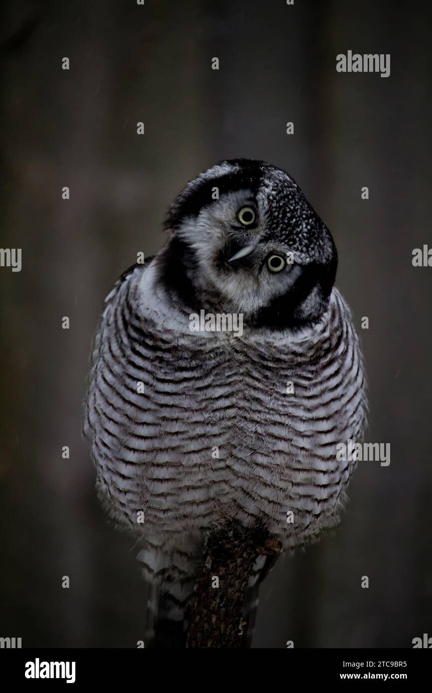Nördliche Falkeneule (Surnia ulula). Wildes Tier. Stockfoto