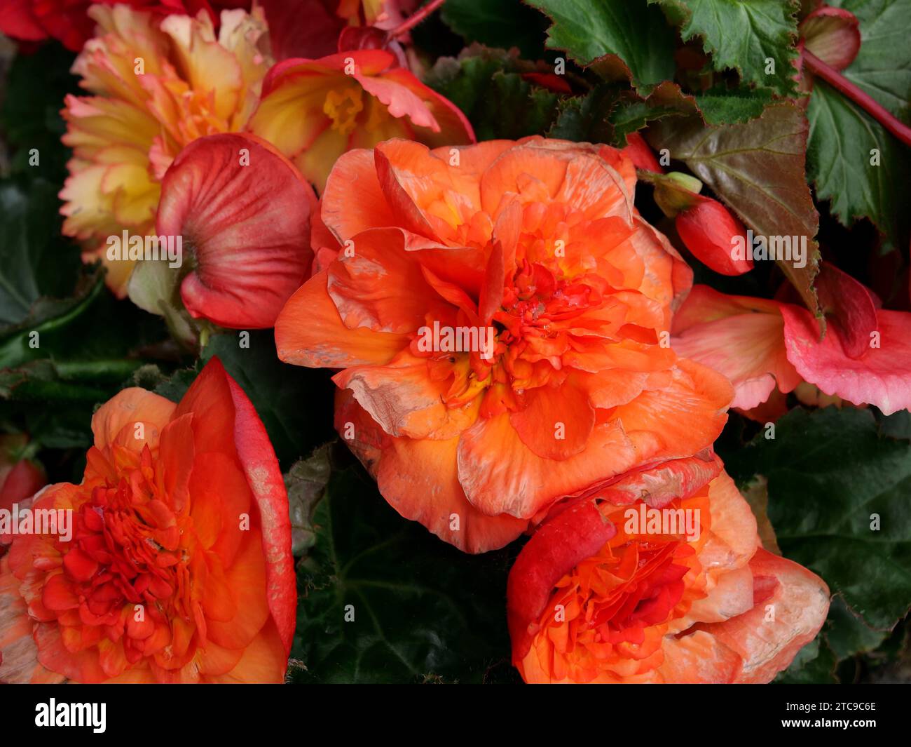 Foto eines großen Begonia Stockfoto