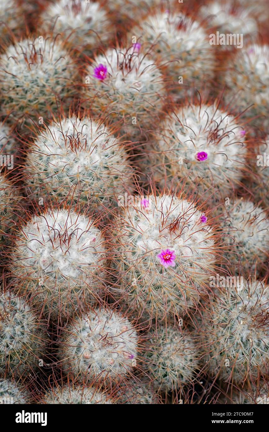 Silken pincushion Cactus (Mammillaria bombycina), Cactaceae. Ziersukkulente Pflanze. Seltener Kaktus. Kugelförmige Form, violette Blüte. Stockfoto