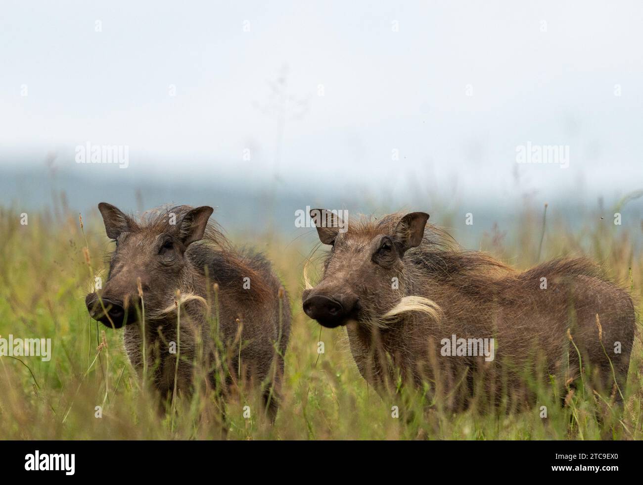 Junge Warzenschweine Blicken Über Savannah Stockfoto