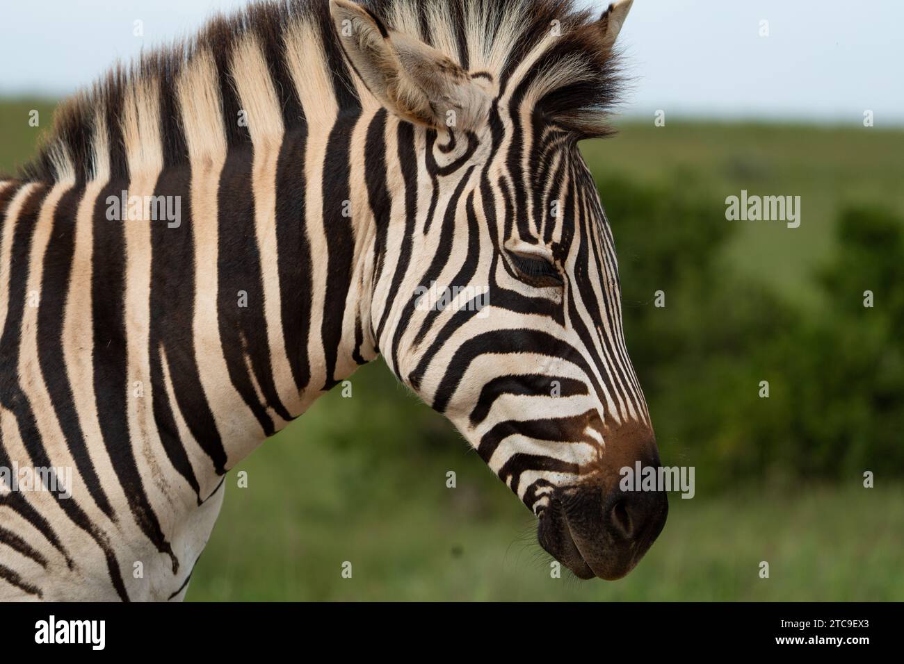 Afrikanisches Zebra wandert durch den Addo Elephant Park Südafrika Stockfoto