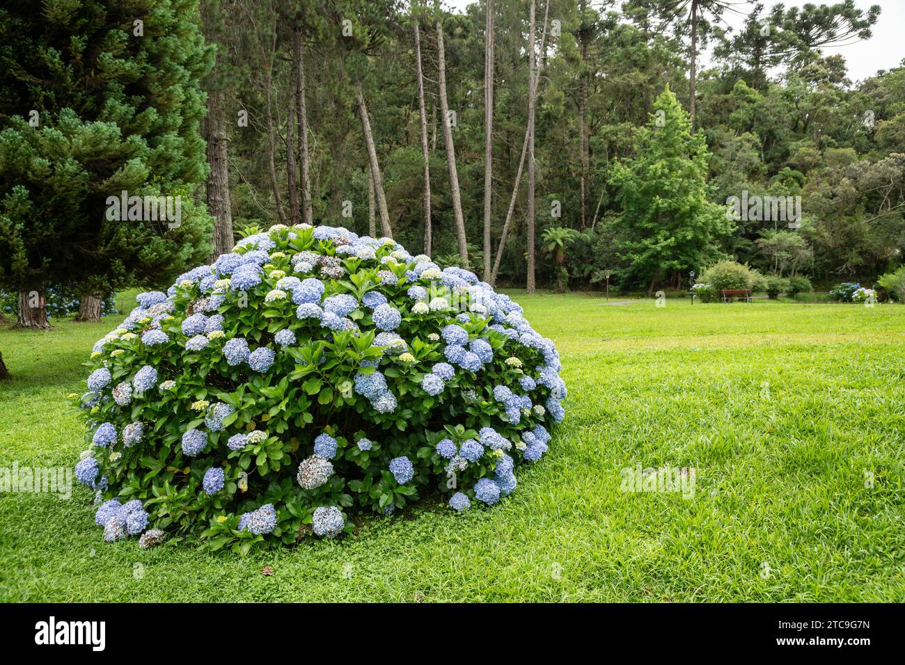 Blaue hortensia Blume im Südosten Brasiliens. Stockfoto