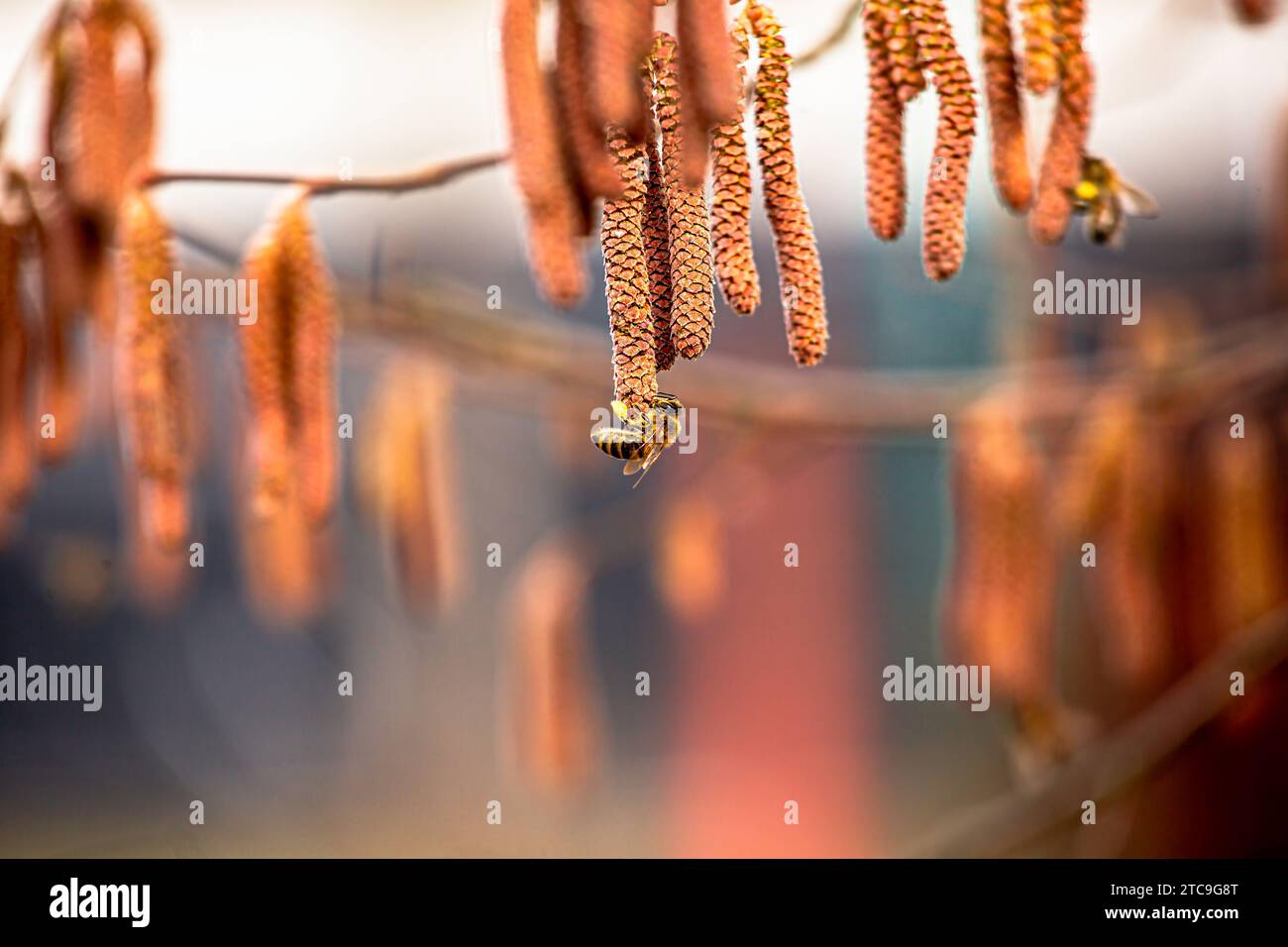 Haselnussohrringe an einem Baum im Frühfrühlingsheim. Honigbiene sammelt Pollen von gemeiner Haselnuss, Gattung Corylus. Stockfoto
