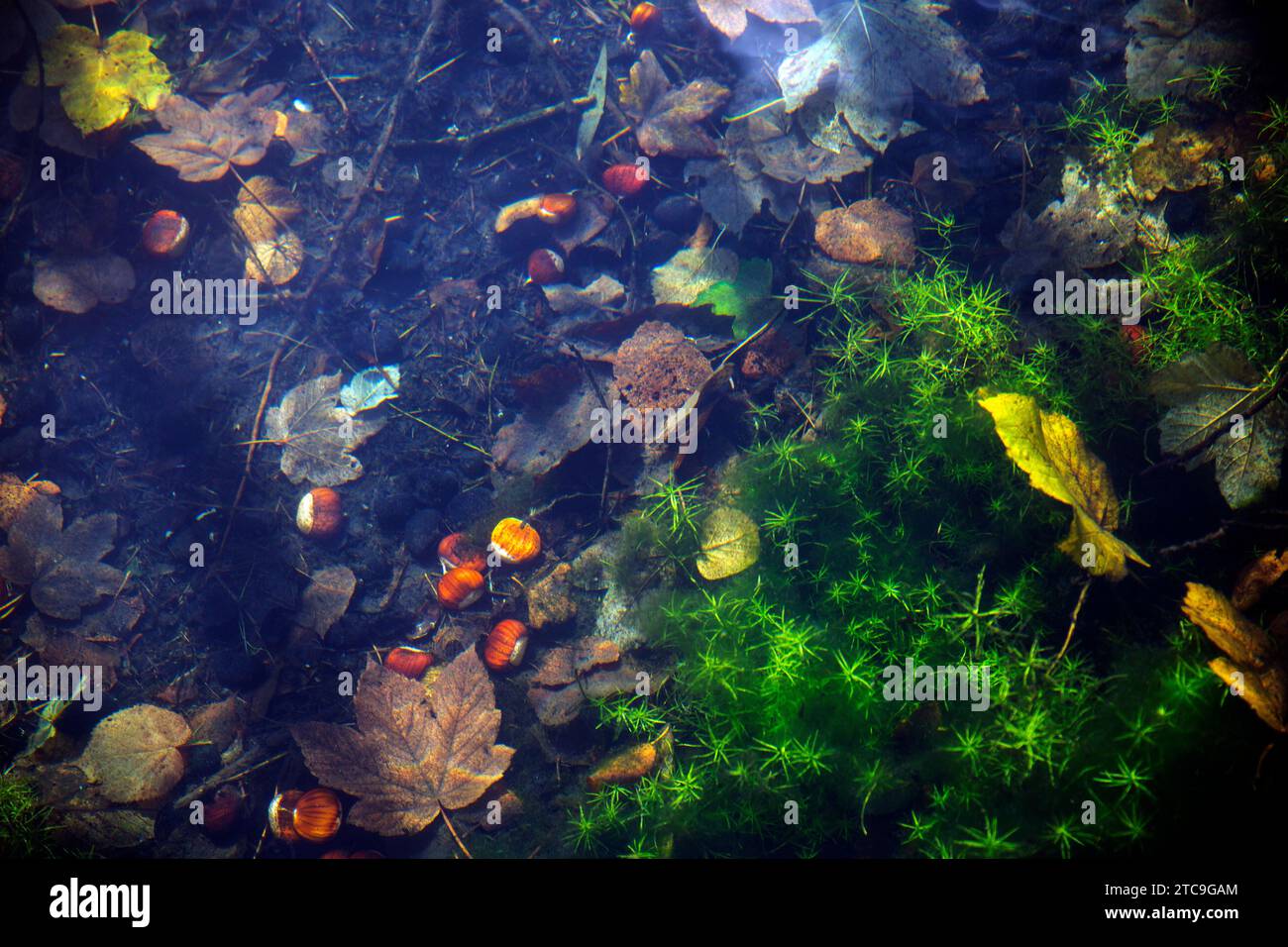 Stillleben unter Wasser mit grünen Pflanzen, Kieseln, Blättern und Kastanien Stockfoto