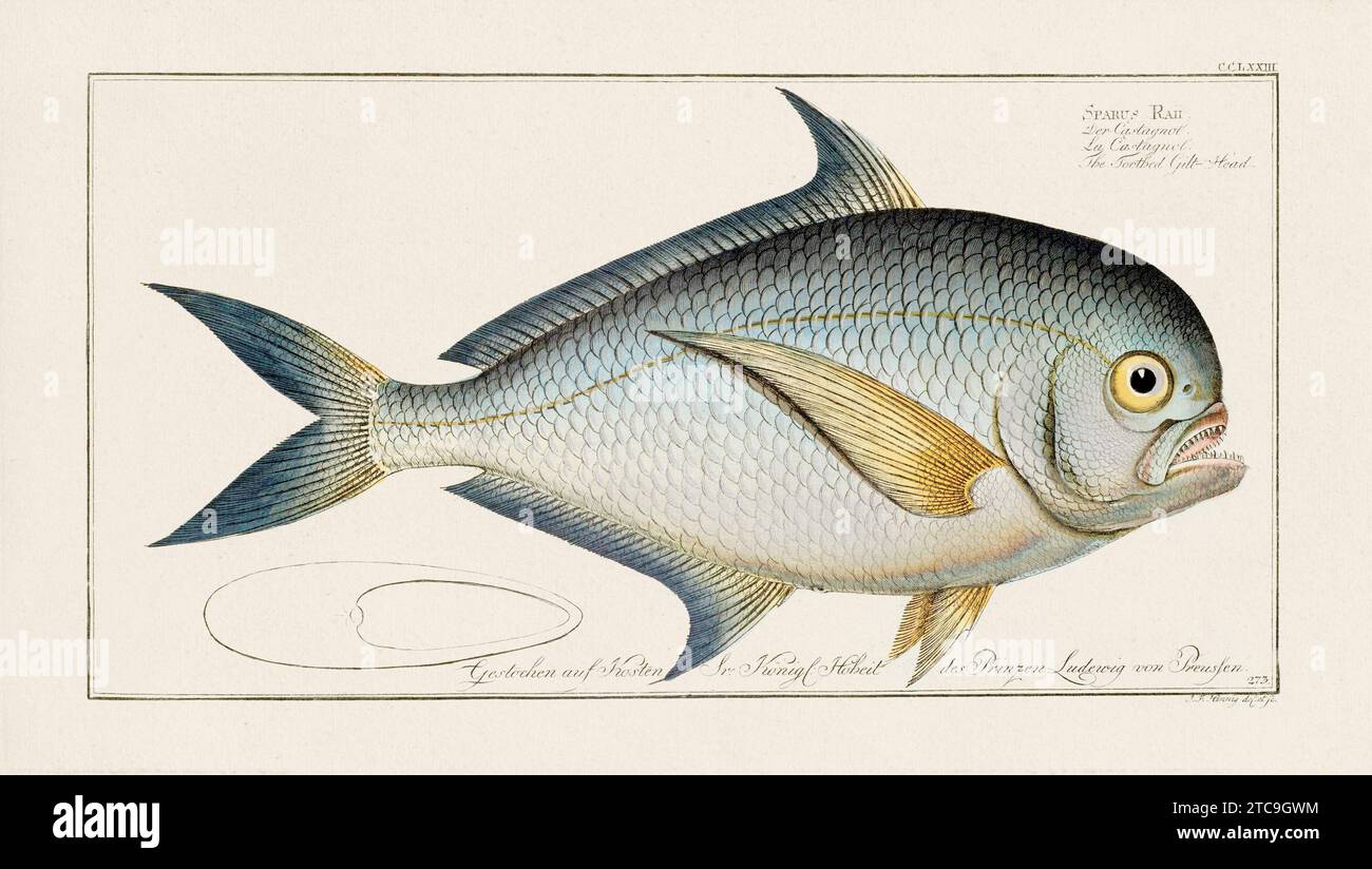 Vintage-Fisch-Illustration aus dem 18. Jahrhundert. Exquisite und farbenfrohe zoologische Platte aus einem alten deutschen Ichthyologiebuch. Stockfoto