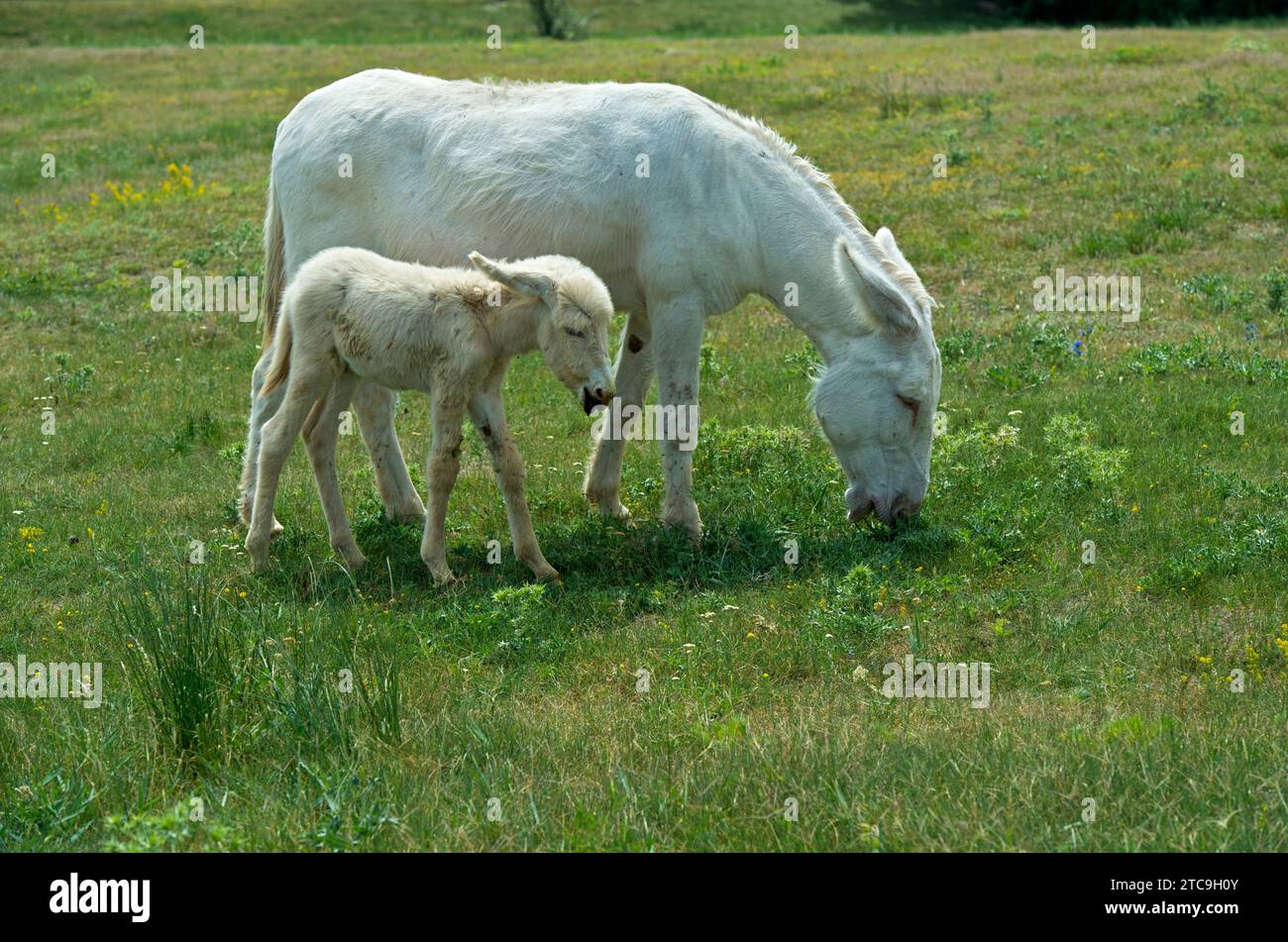 Stute Mit Fohlen Des Österreichisch-Ungarischen Weißbarock-Esels (Equus Asinus Asinus), Kulturlandschaft Fertő, Ungarn Stockfoto