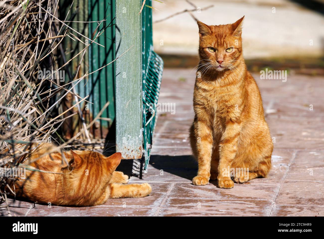 Zwei Ingwerkatzen in der Sonne Stockfoto