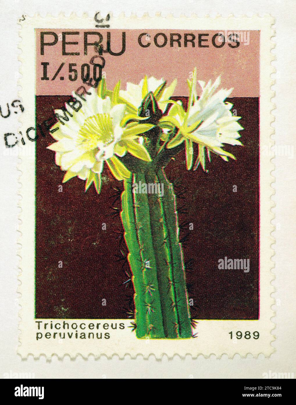 Trichocereus peruvianus - Peru [1989] - BRIEFMARKE Stockfoto