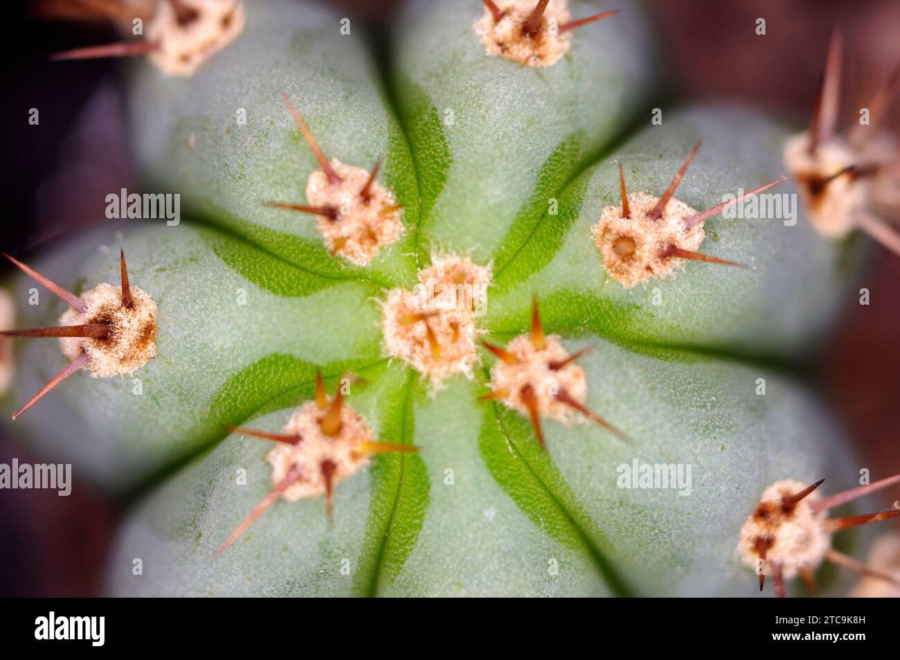 Trichocereus peruvianus 'Peruvian Fackel' [Syn. Echinopsis peruviana] Stockfoto