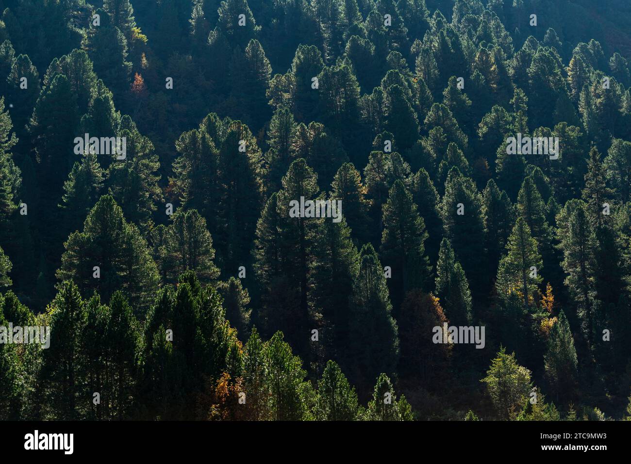 Herbstfärbung in den Wäldern am Schlegeisspeicher, Zillertal, Tirol, Zillertaler Alpen, Österreich, Europa Stockfoto