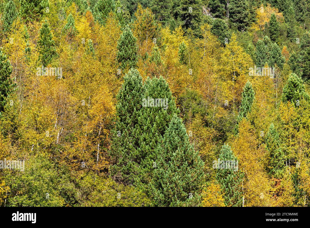 Herbstfärbung in den Wäldern am Schlegeisspeicher, Zillertal, Tirol, Zillertaler Alpen, Österreich, Europa Stockfoto