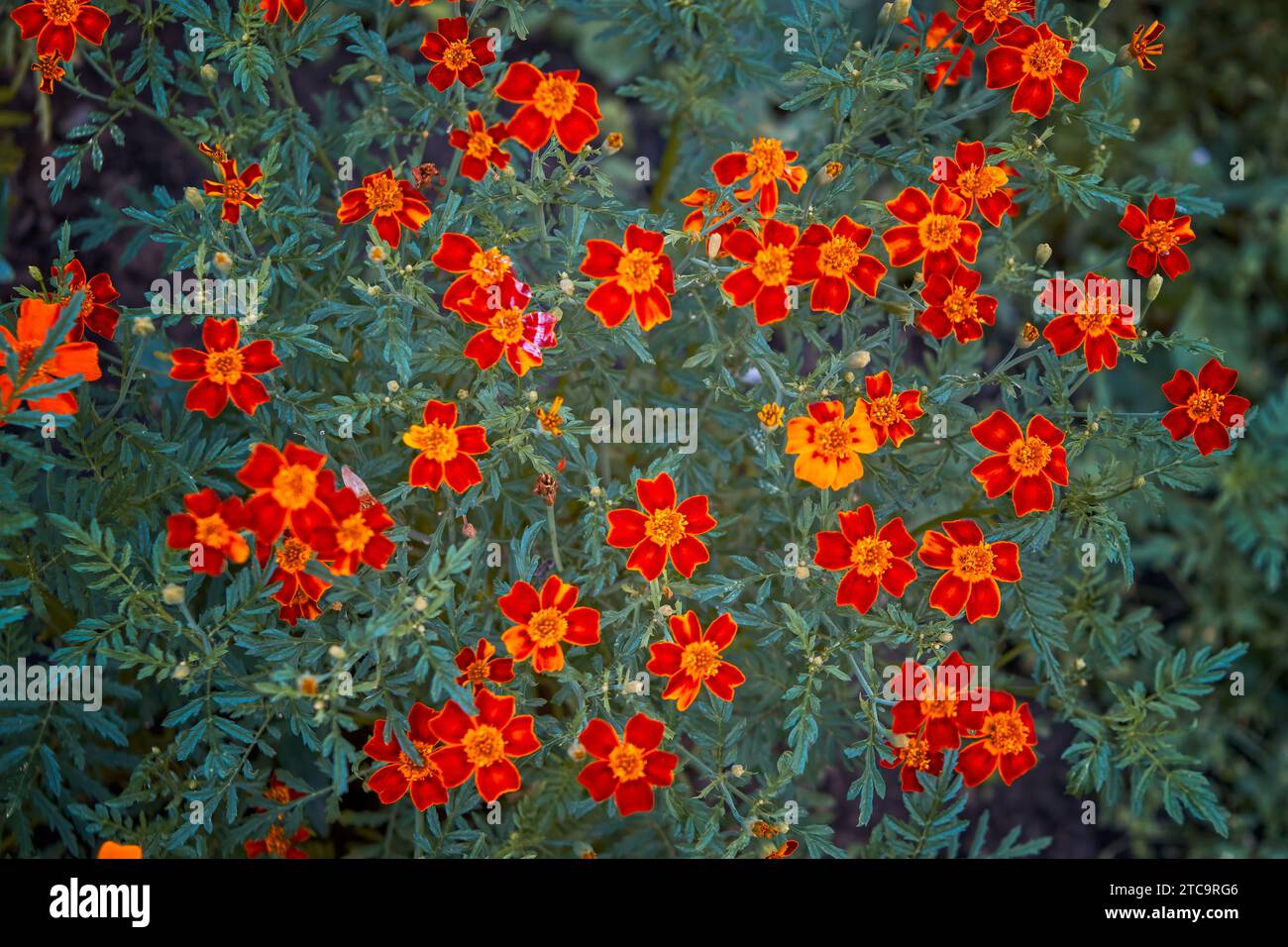 Nahaufnahme der wunderschönen Ringelblume im Garten. Makro von Ringelblume im Blumenbeet sonnigen Tag. Stockfoto