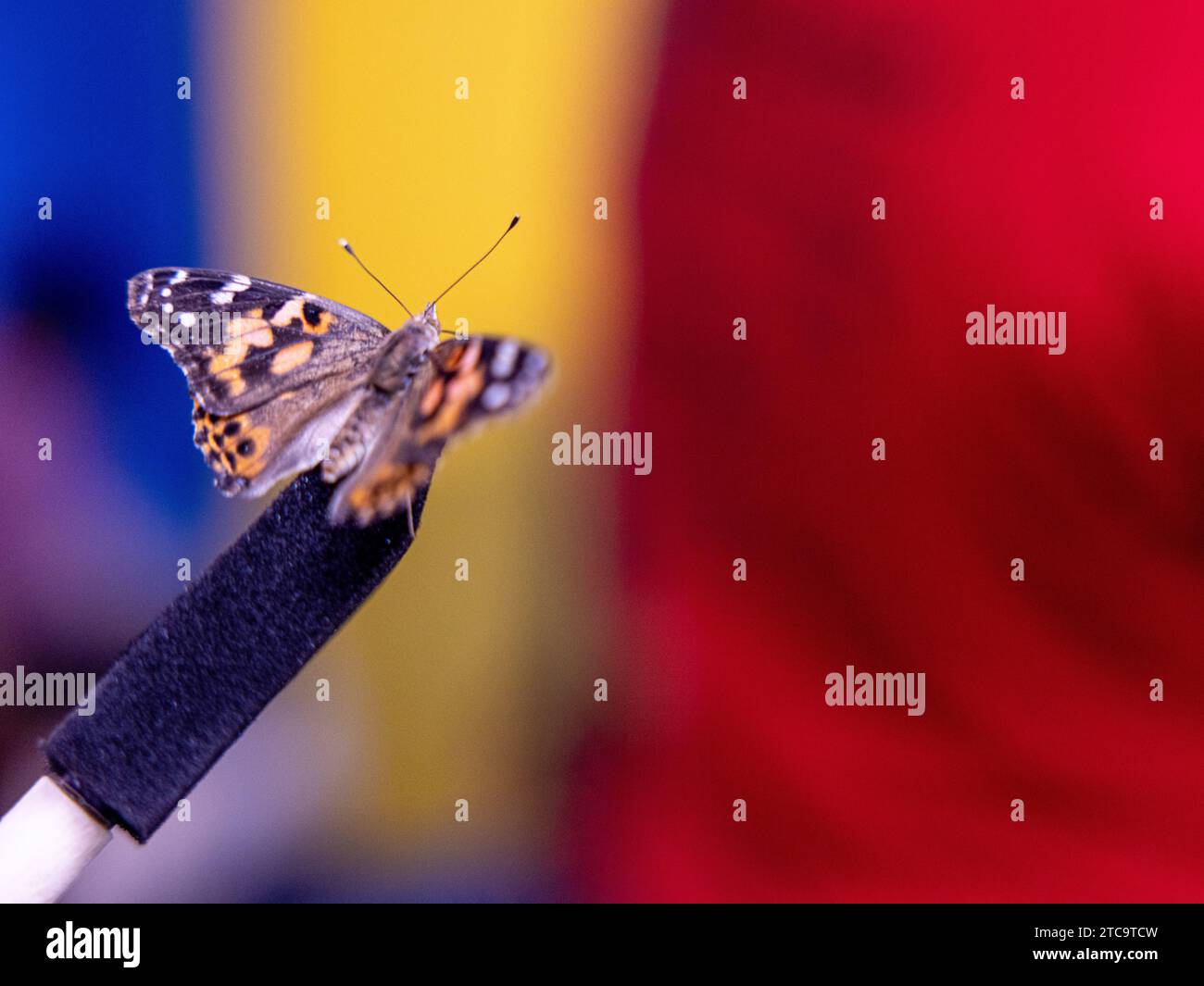Ein wunderschöner Schmetterling, der zart auf der Spitze eines weißen Stabes in der Nähe einer orangen Blume thront Stockfoto