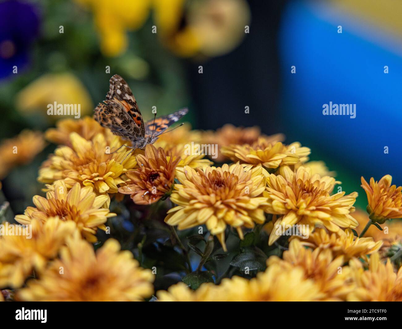 Eine Makroaufnahme eines Schmetterlings auf einem lebendigen Blumendisplay in einer üppigen Umgebung im Freien Stockfoto