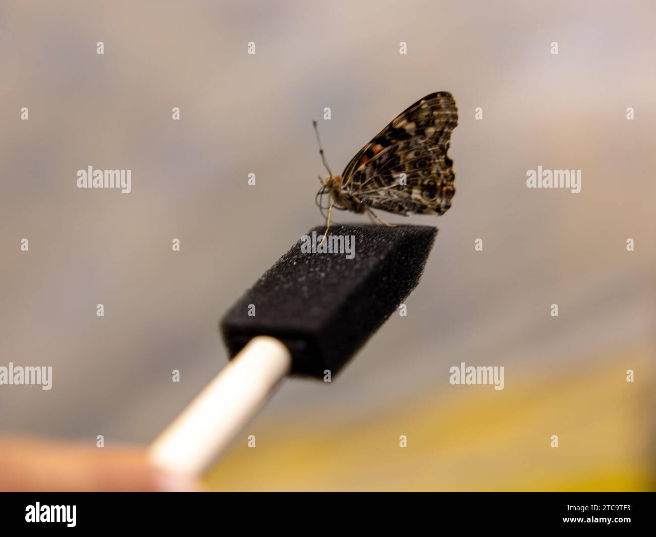 Eine Person hält einen schwarzen Spachtel mit einem Schmetterling auf dem sich aufragt Stockfoto