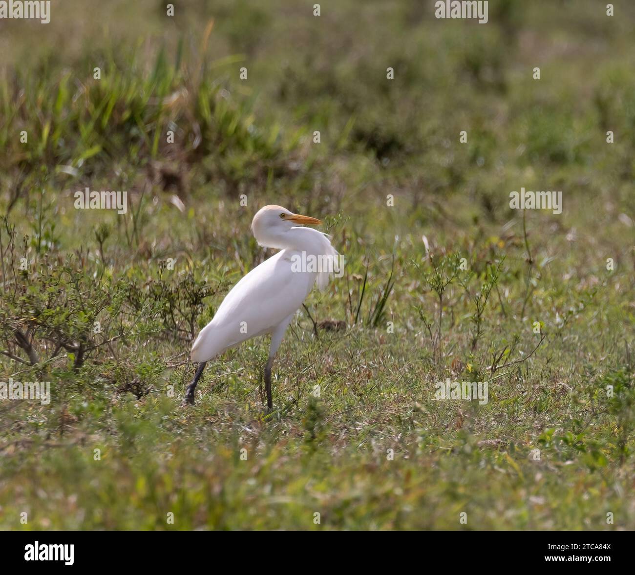 Ein Rinderreiher auf einem grasbewachsenen Bauernhof in Costa Rica Stockfoto Ein Rinderreiher auf einem grasbewachsenen Bauernhof in Costa Rica Stockfoto