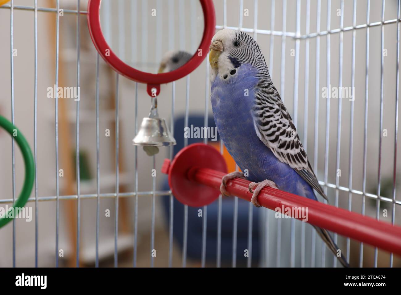 Schöner hellblauer Papagei im Käfig. Süßes Haustier Stockfoto