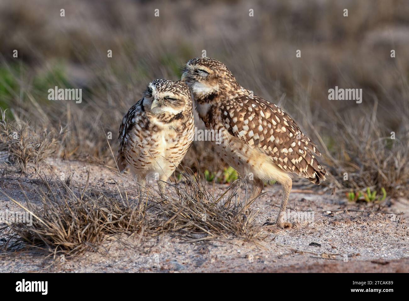 Ein Paar Grabeizen (Athene cunicularia), auch Shoco genannt. Stehend, in die Kamera schauen. Auf der Insel Aruba. Stockfoto