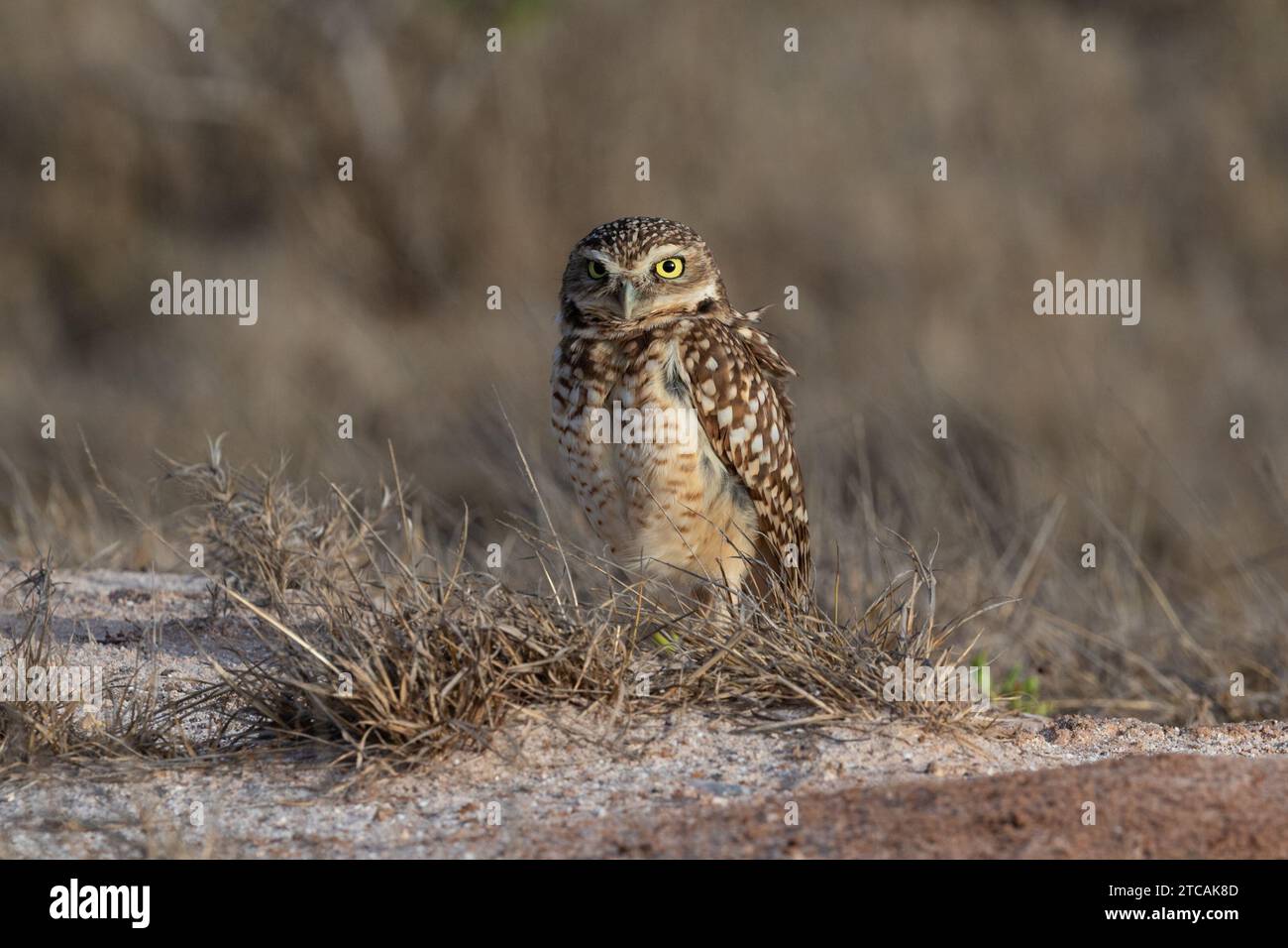 Grabeule (Athene cunicularia), auch Shoco genannt. Allein in trockenem Gras stehen. Auf der Insel Aruba. Stockfoto