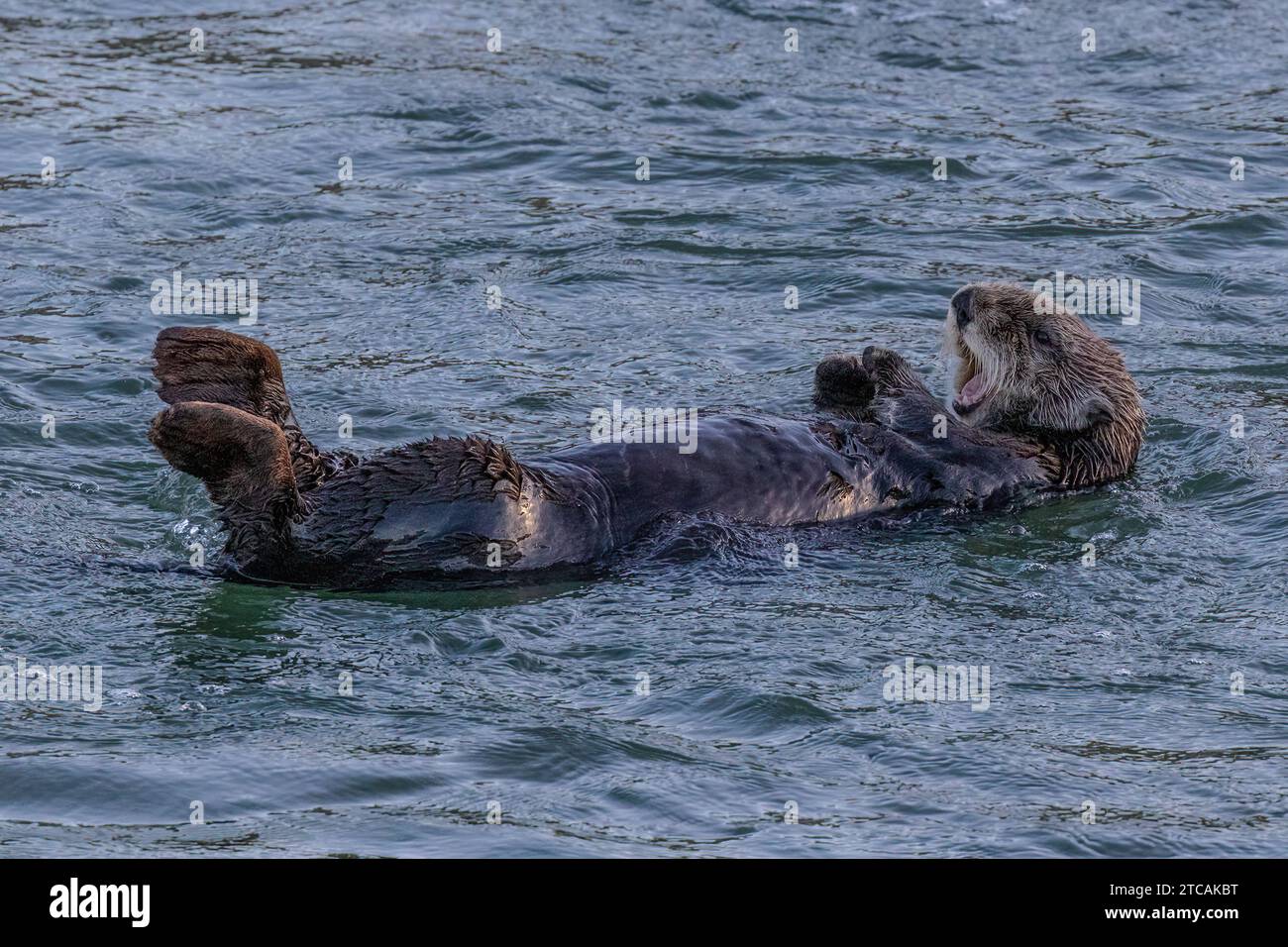 Nahaufnahme des Seeotters (Enhydra lutris), der im Ozean an der kalifornischen Küste schwimmt. Mund offen. Stockfoto