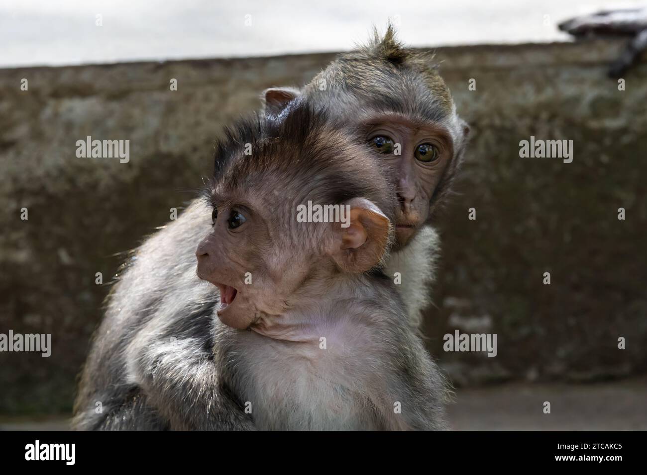 Paar baby Makaken (Macaca fascicularis) im heiligen Affenwald in Ubud, Bali, Indonesien. Stockfoto