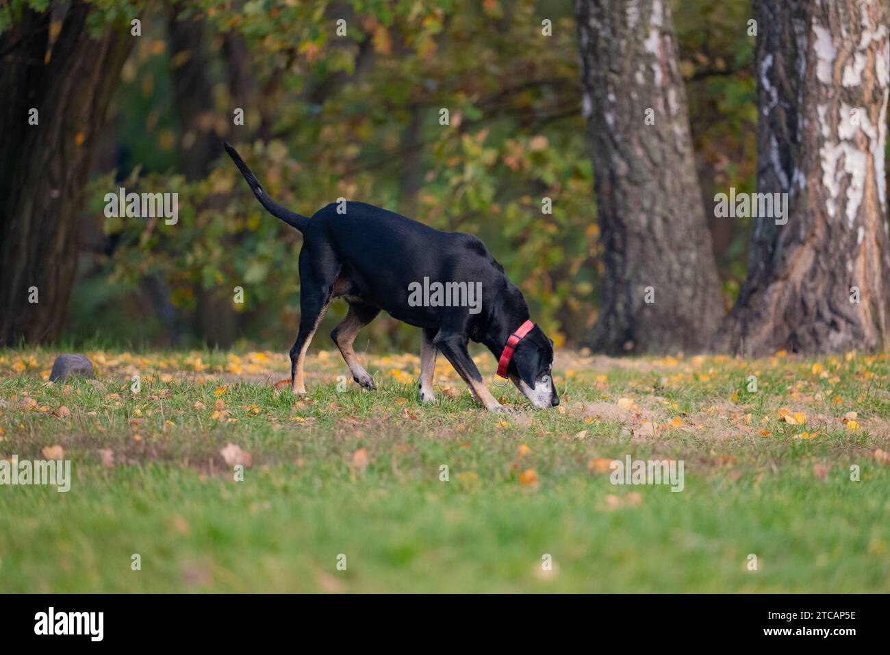 Schwarzer Hund, der im Park läuft Stockfoto