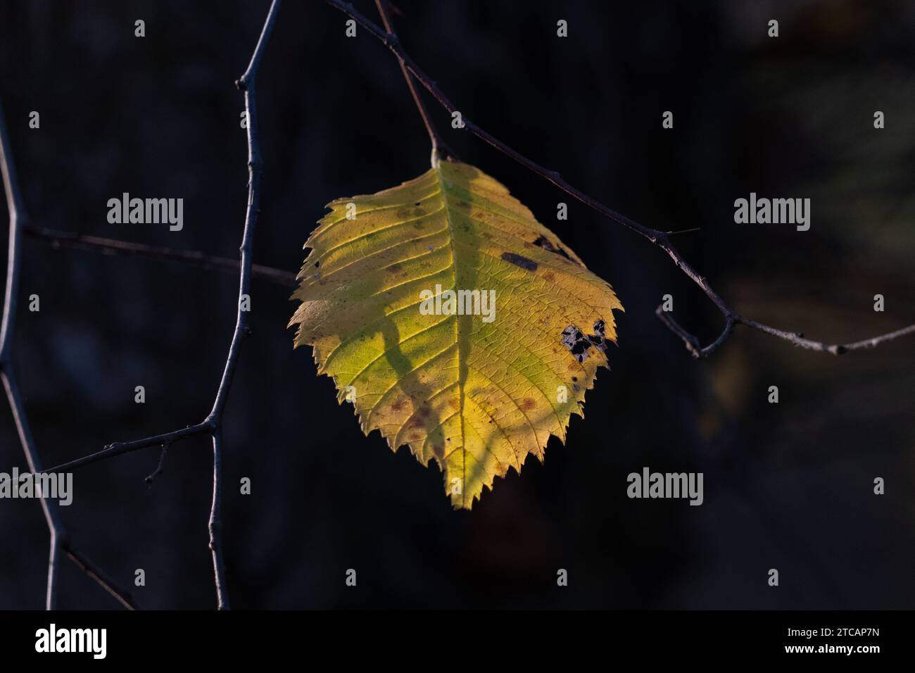 Herbstblatt auf schwarzem Hintergrund. Stockfoto
