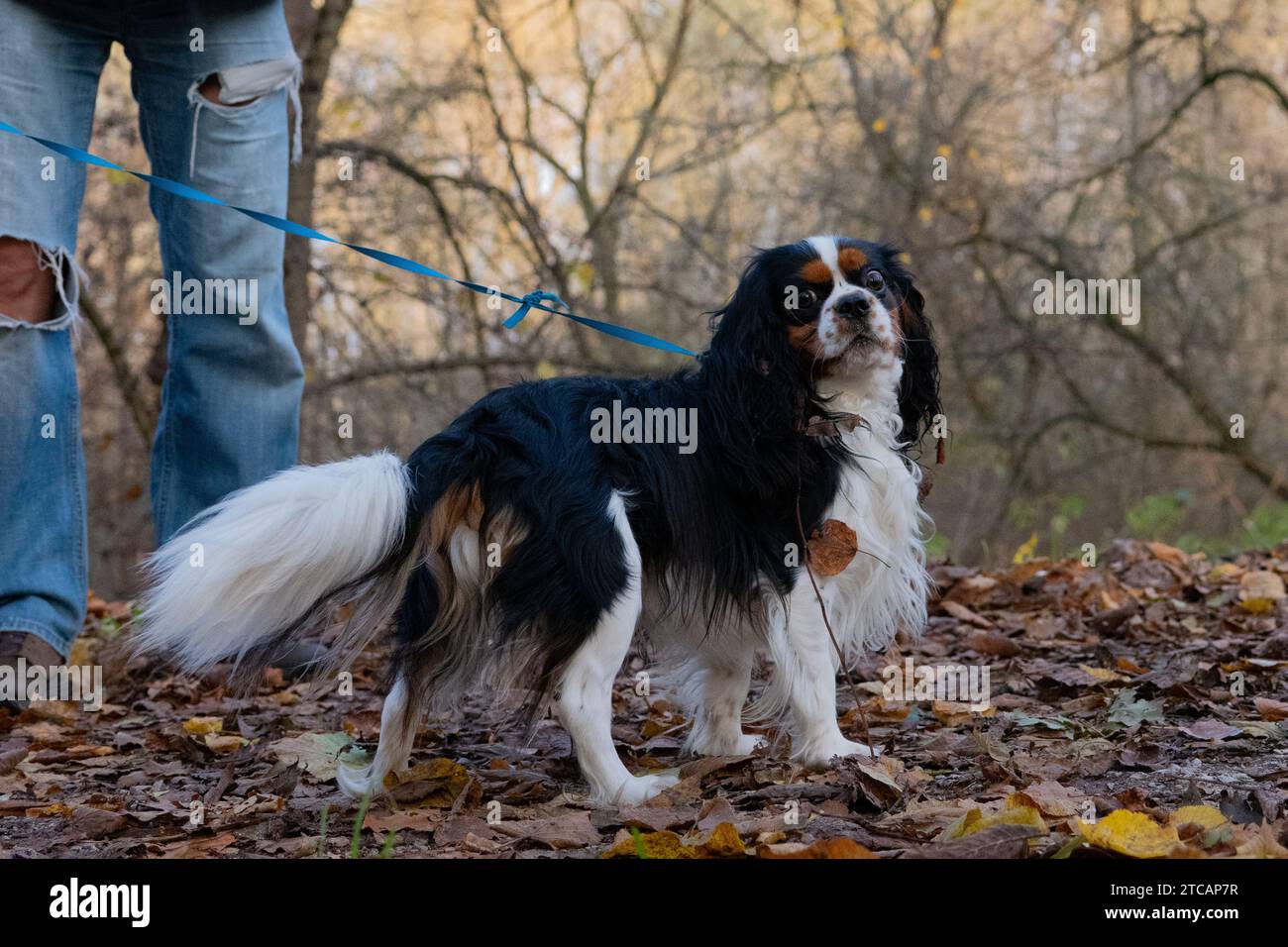 Cavalier King Charles spaniel Stockfoto