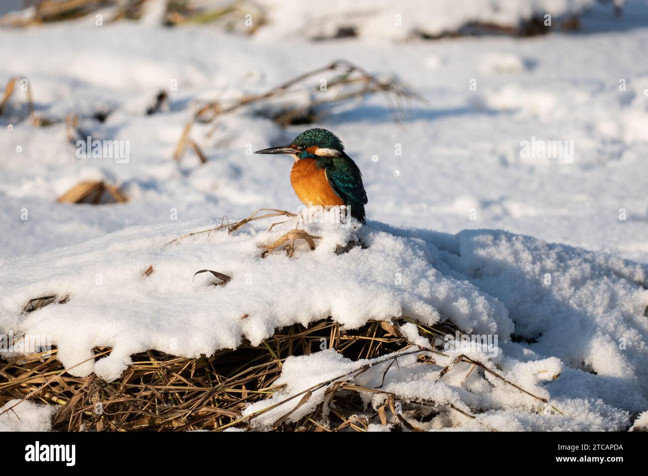 Eisvogel im Winter Stockfoto