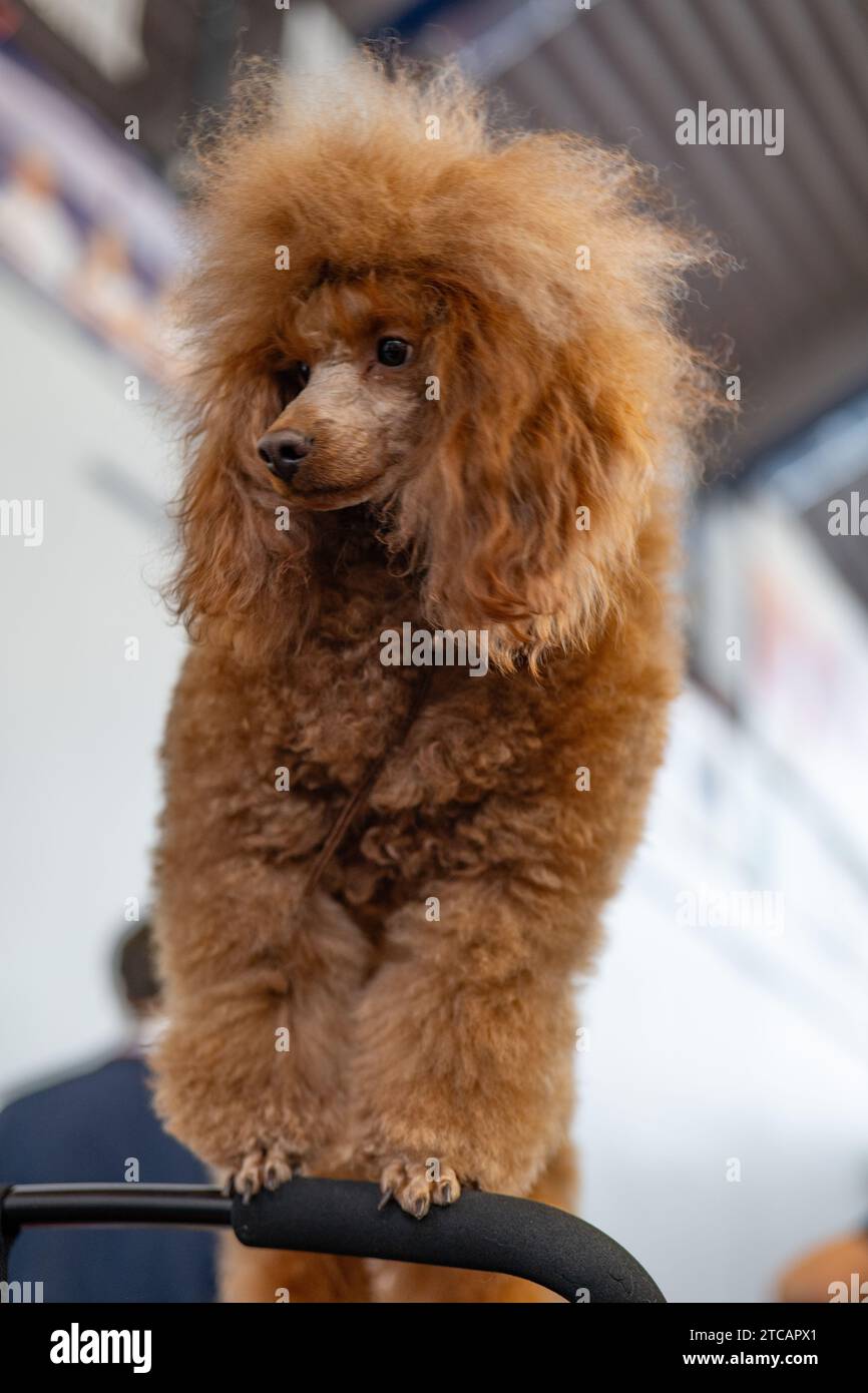 Pudel Hund portrait Stockfoto