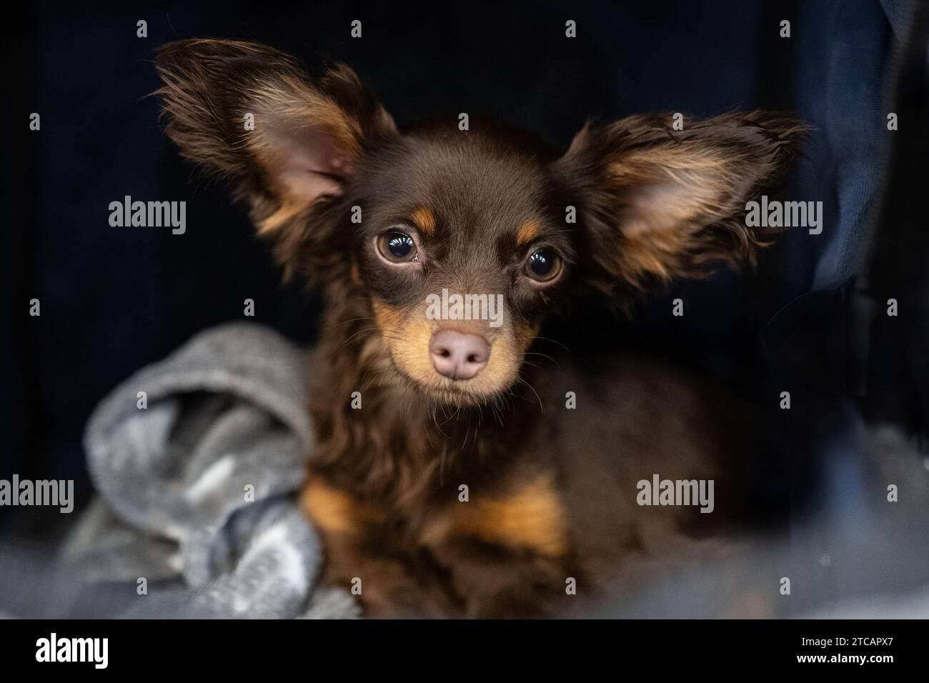 Ein kleiner süßer reinrassiger Hund, russisches Spielzeug Stockfoto