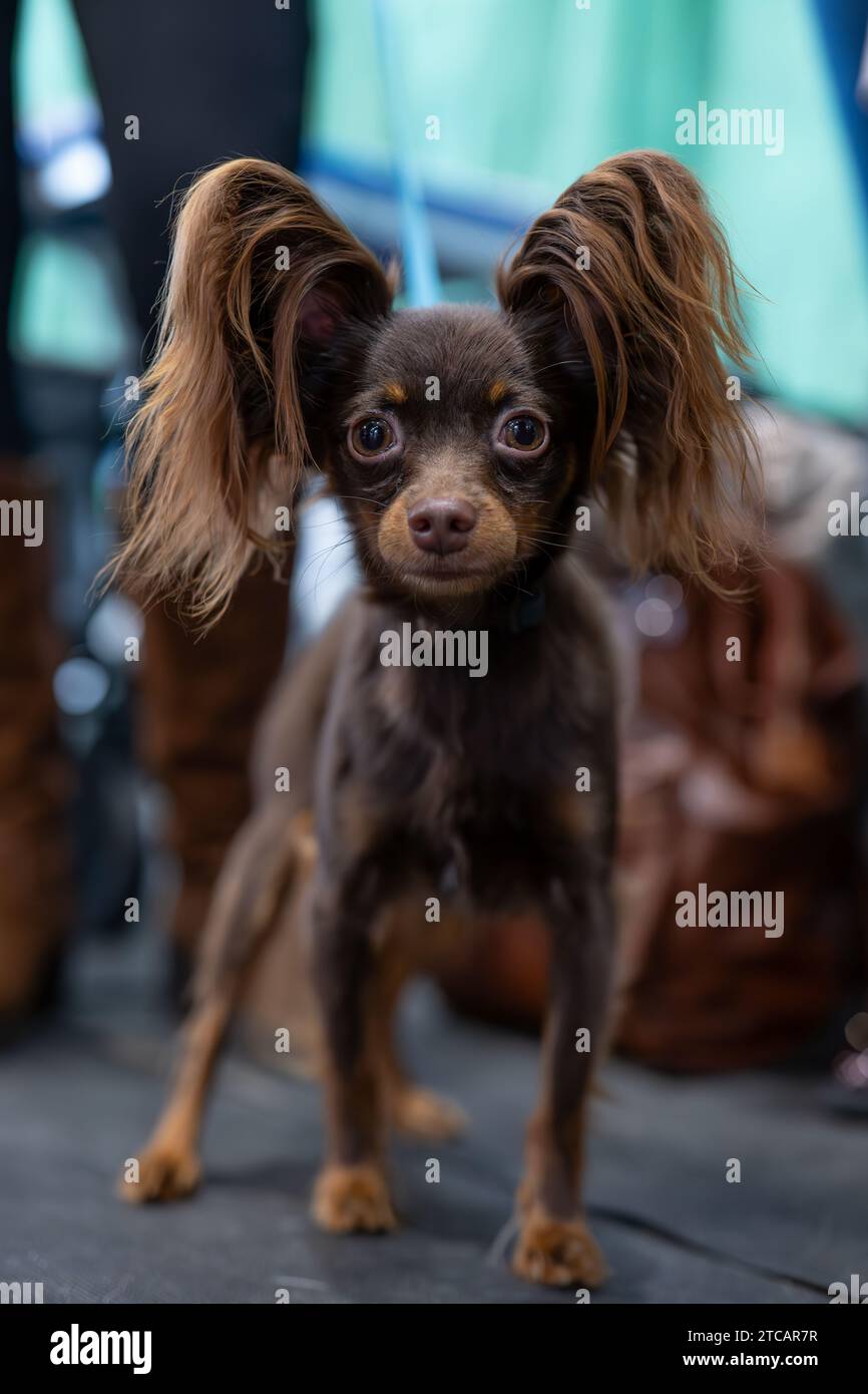 Ein kleiner süßer reinrassiger Hund, russisches Spielzeug Stockfoto