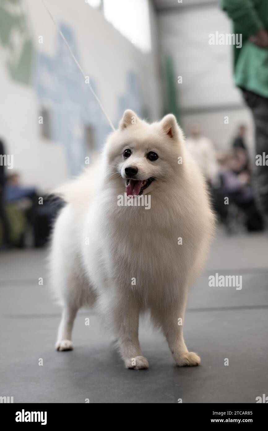 Samoyed Hund portrait Stockfoto