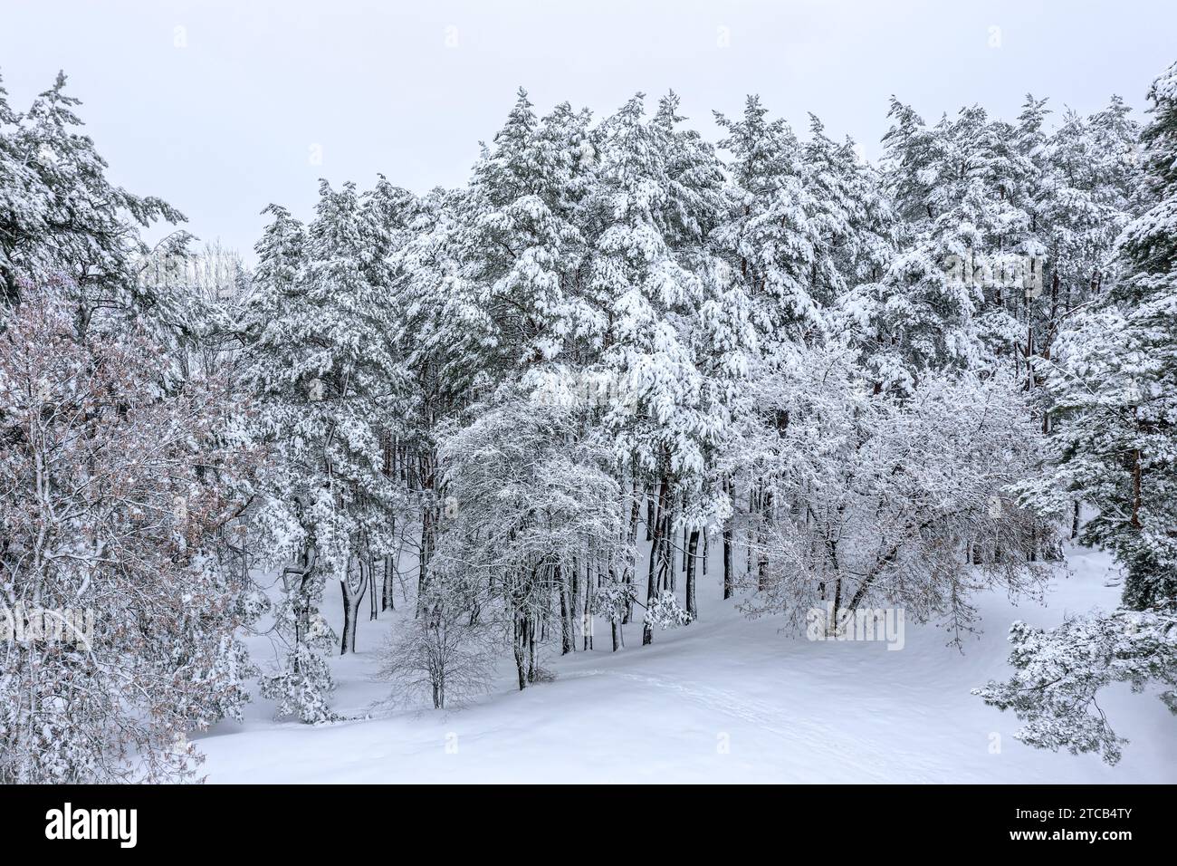 Winterlandschaft. Schneebedeckter Wald im Winter, nebeliger Tag. Luftaufnahme. Stockfoto