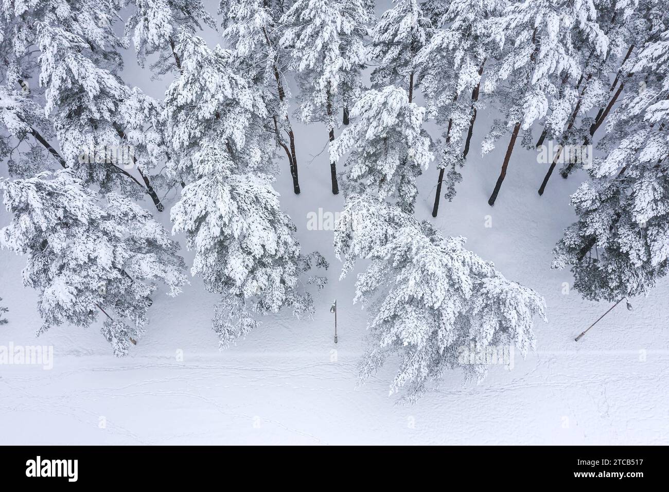 Winterpark-Landschaft an nebeligen Tagen. Luftdrohnenfoto mit Blick nach unten. Stockfoto