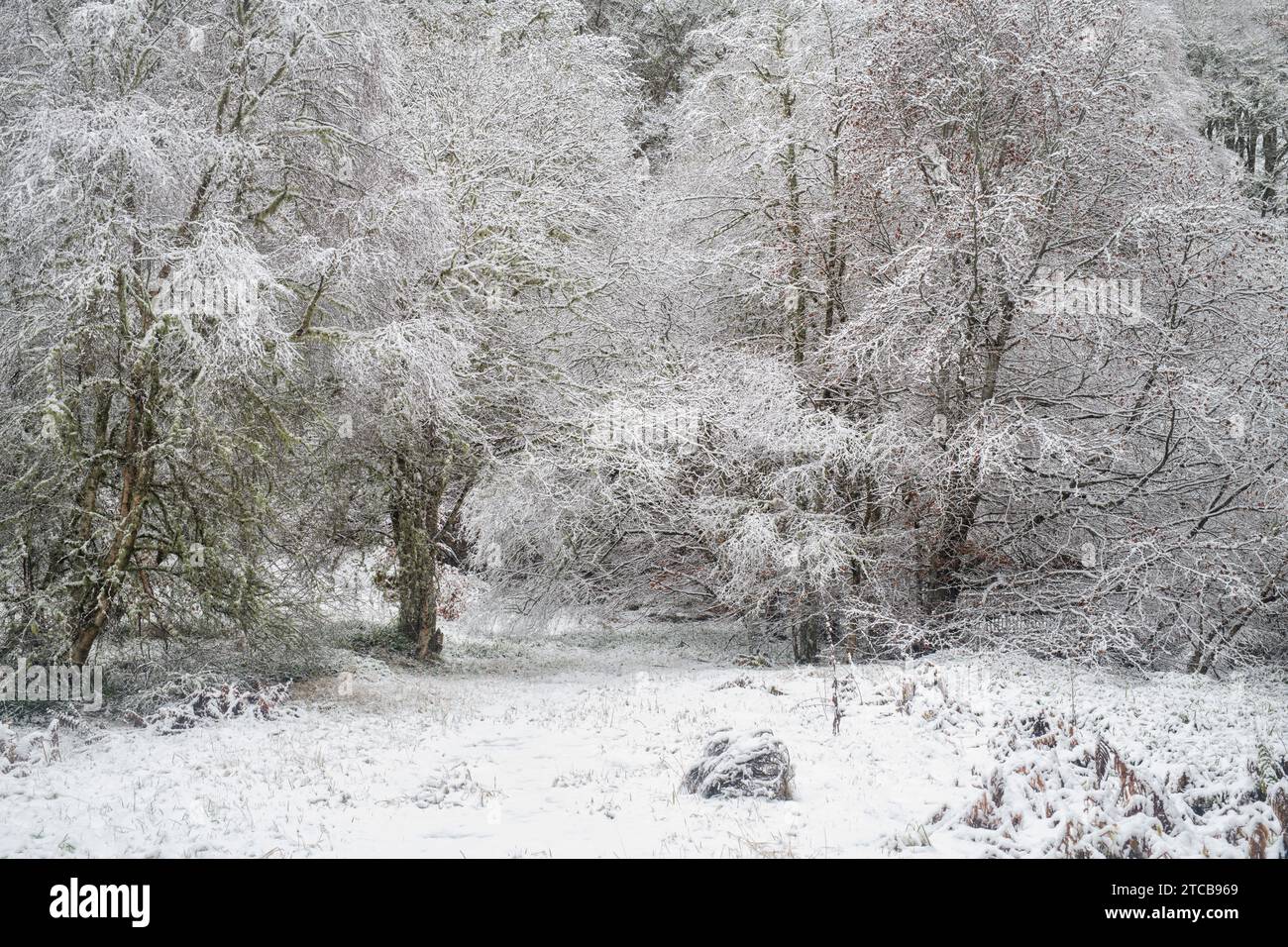 Betula Pendel. Gefrorene, schneebedeckte Silberbirken. Speyside, Morayshire, Schottland Stockfoto